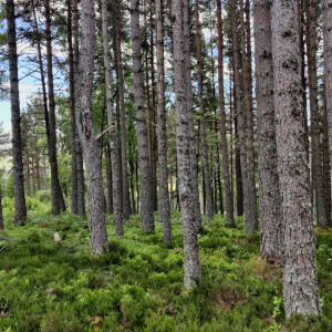 Scotland’s forests contribute £1.1bn per annum to economy