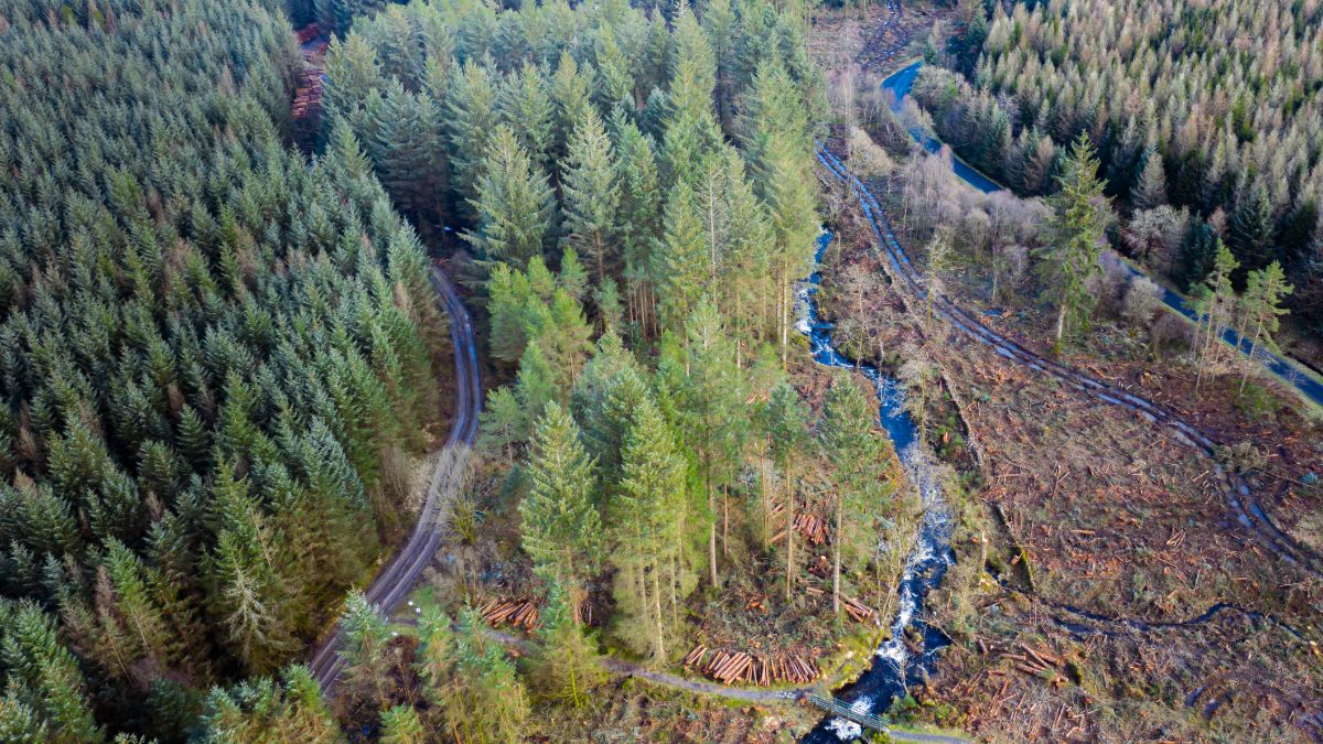 Value of forestry sales plunge by 75% to just £70m