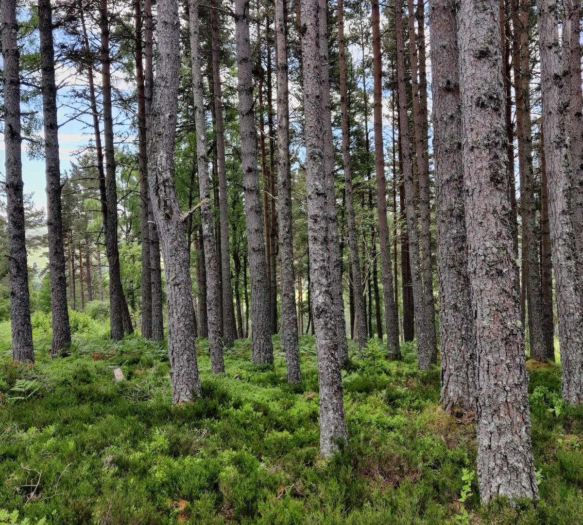 Scotland's forests contribute £1.1bn per annum to economy