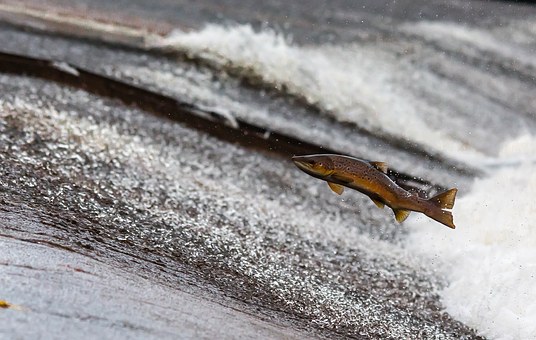 Scottish Government announces £500,000 funding to conserve wild salmon