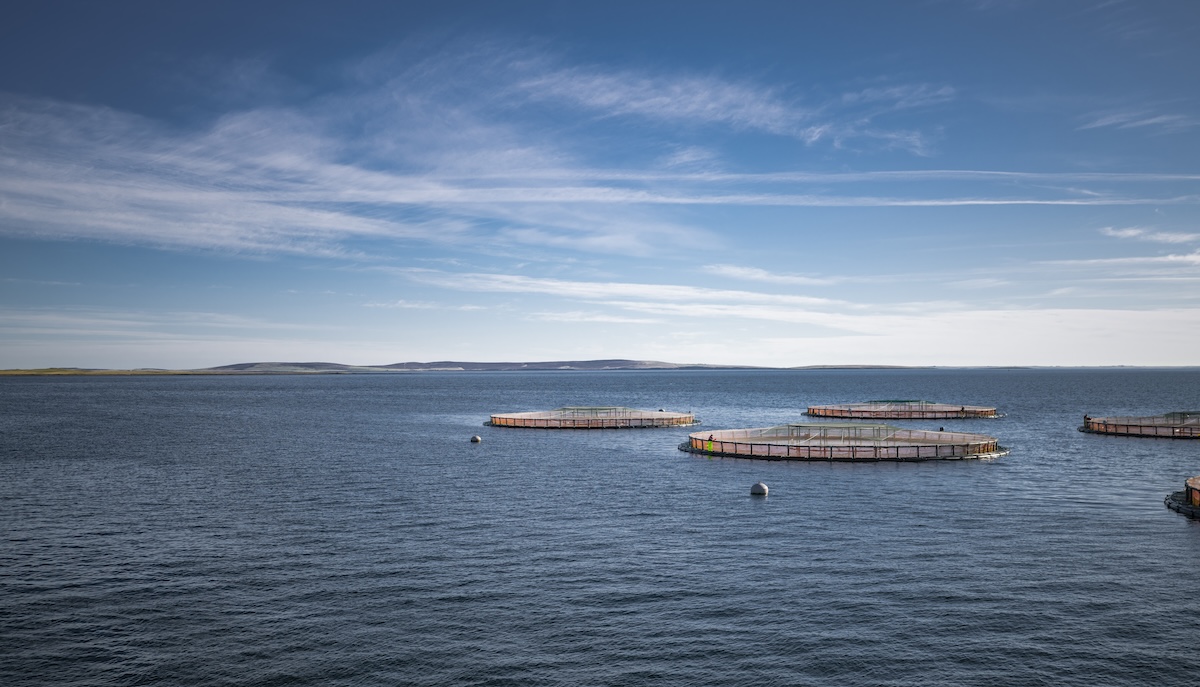 Scottish salmon industry makes a big splash as exports top £645m