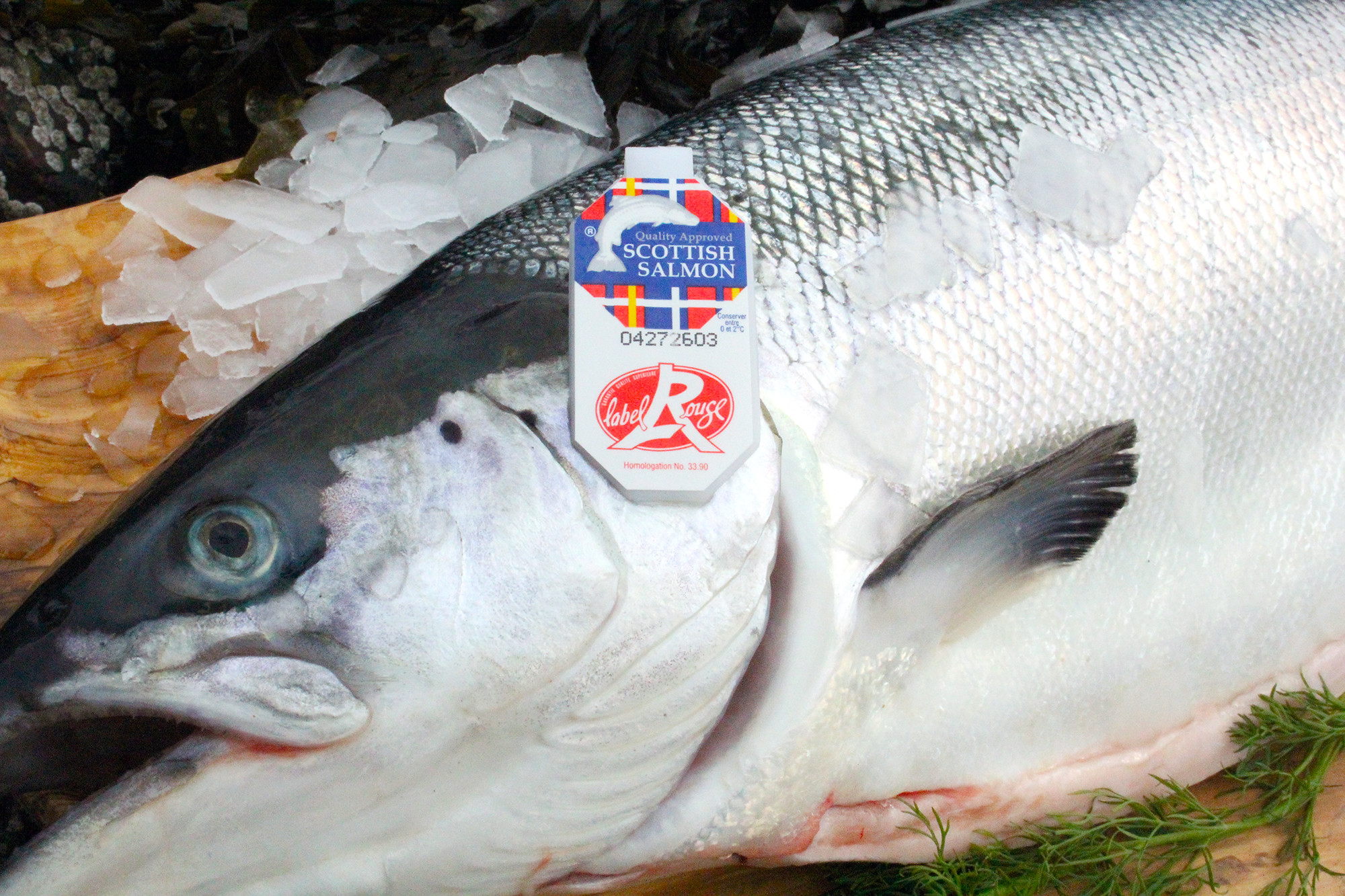 Global demand puts Scottish salmon exports on track for record year