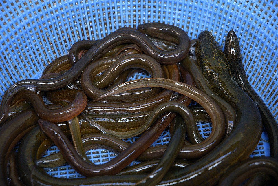 And finally… Construction worker swallows live eels 'to cure constipation