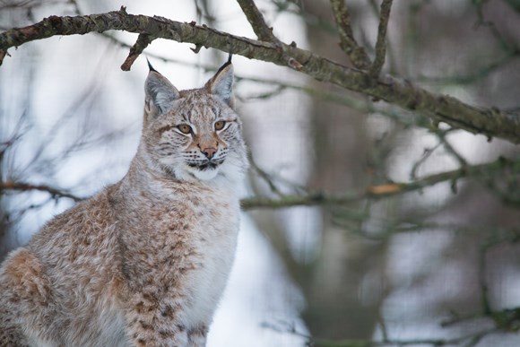 Highland Wildlife Park secures £1m funding from HIE